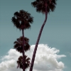 n_harasz_palmheaven1