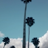 n_harasz_palmheaven10