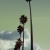 n_harasz_palmheaven11