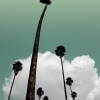 n_harasz_palmheaven3