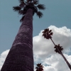 n_harasz_palmheaven4