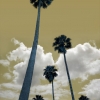 n_harasz_palmheaven5