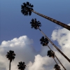 n_harasz_palmheaven6