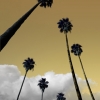 n_harasz_palmheaven7