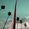 n_harasz_palmheaven8
