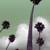 n_harasz_palmheaven9